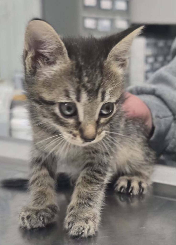 Tiny, Adoptable, Kitten Female Domestic Short Hair.