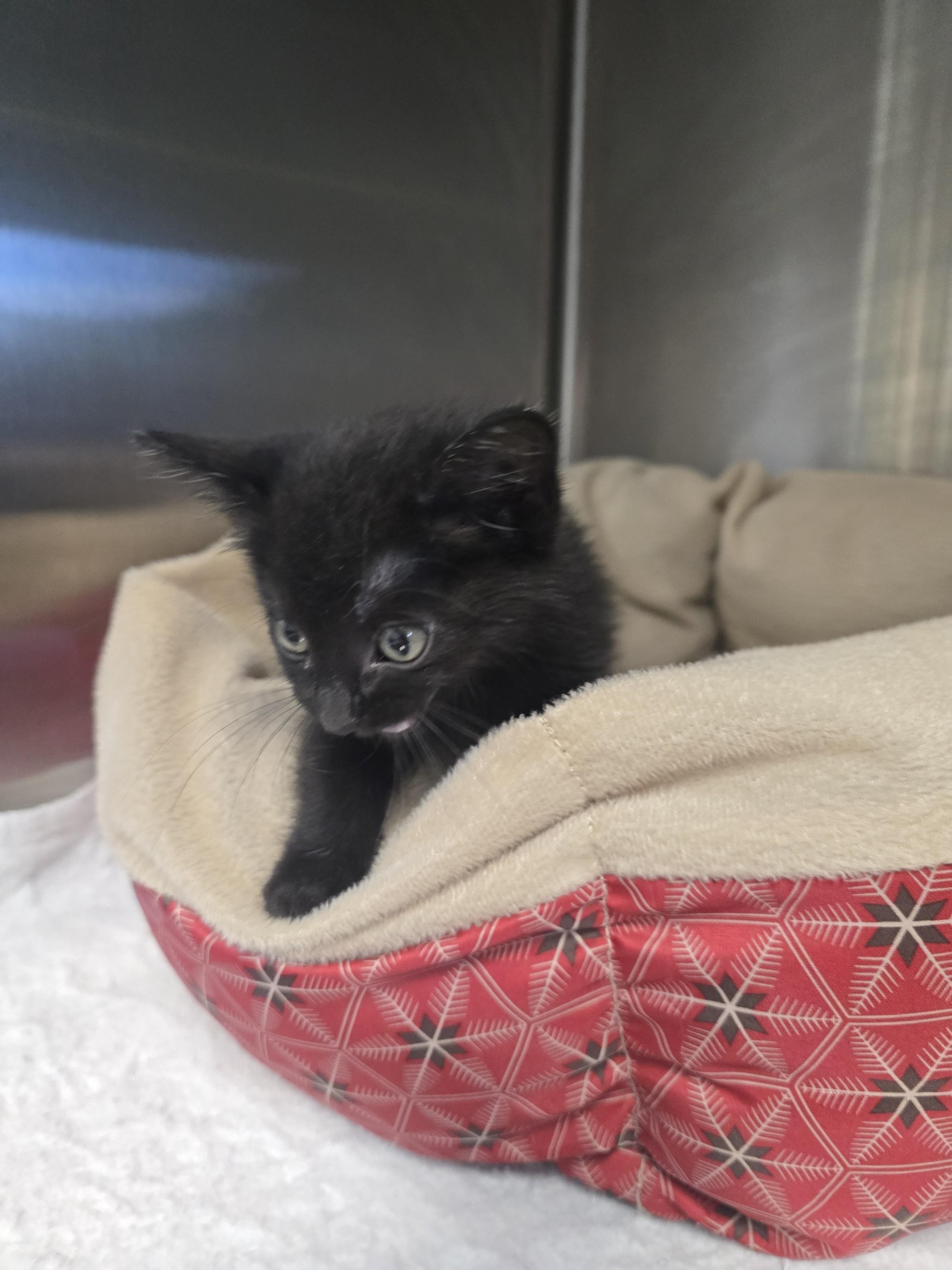 Enlarge BACKPACK, a ADOPTABLE American Shorthair in Boonville, MO image 1/2
