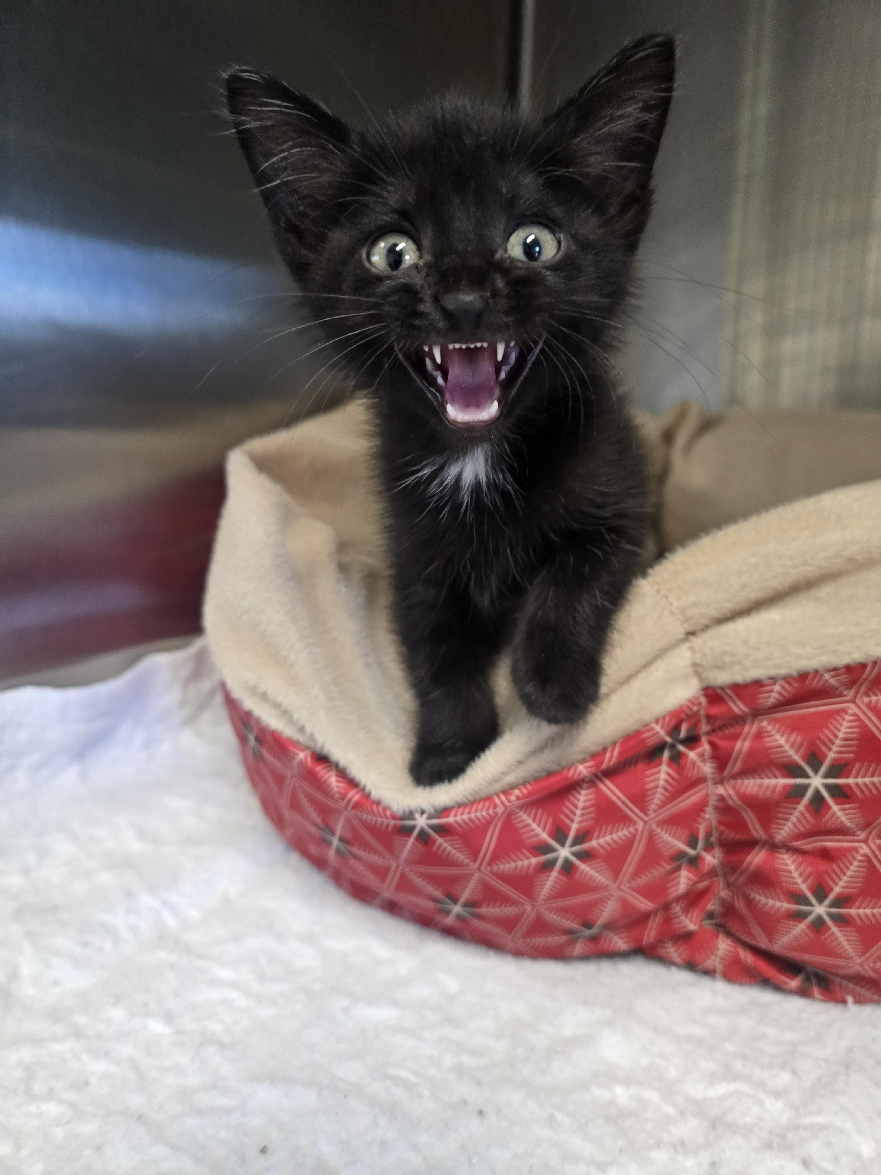 Enlarge BACKPACK, a ADOPTABLE American Shorthair in Boonville, MO image 2/2