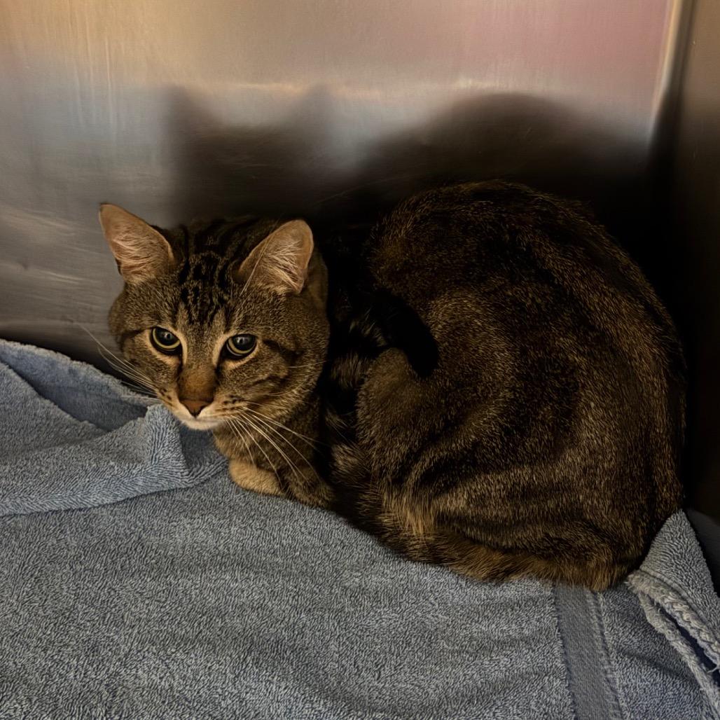 Mr. Buggles, Adoptable, Adult Male Domestic Short Hair.