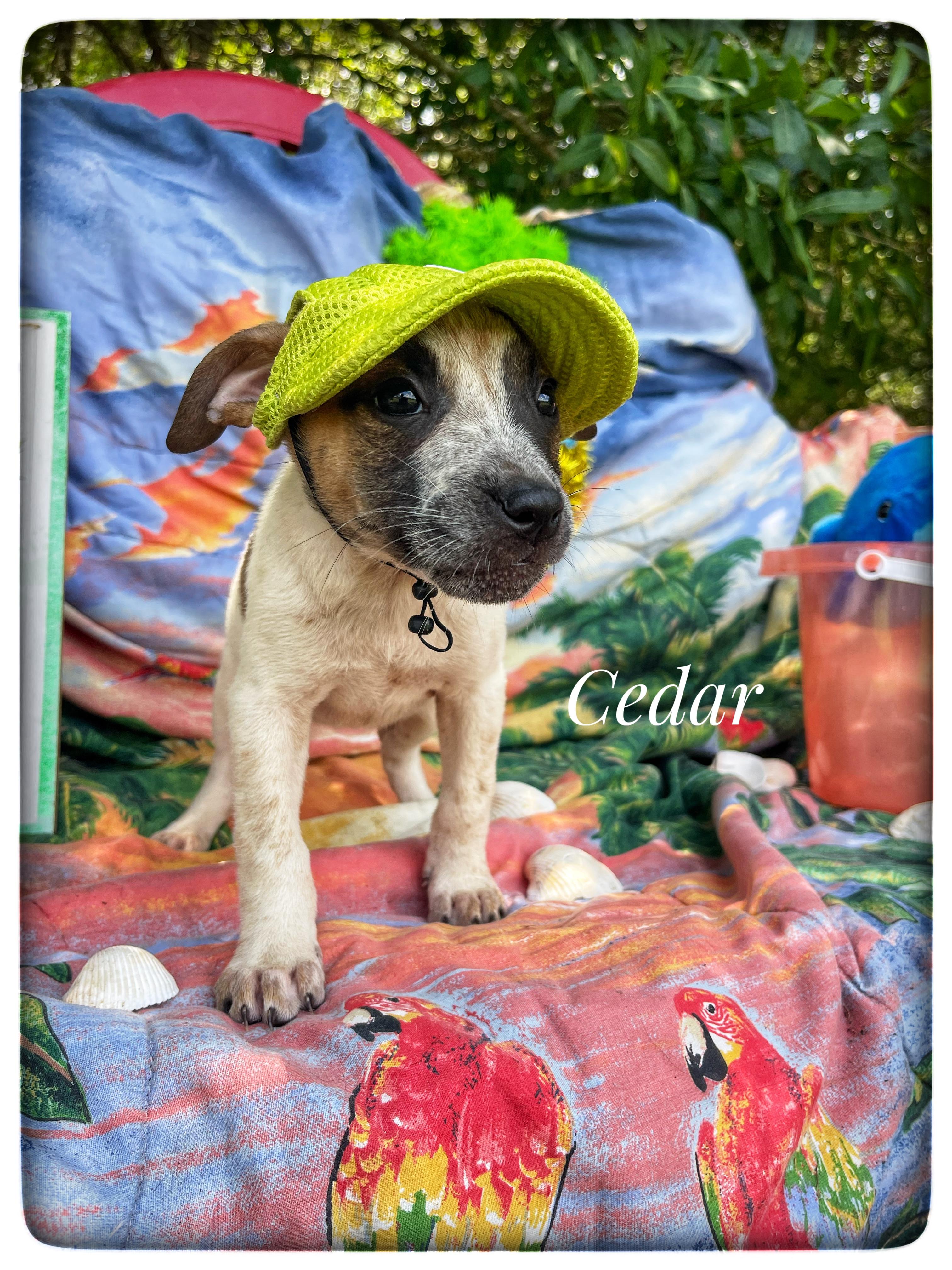 Cedar, adopted, Puppy Male Boxer & Hound.