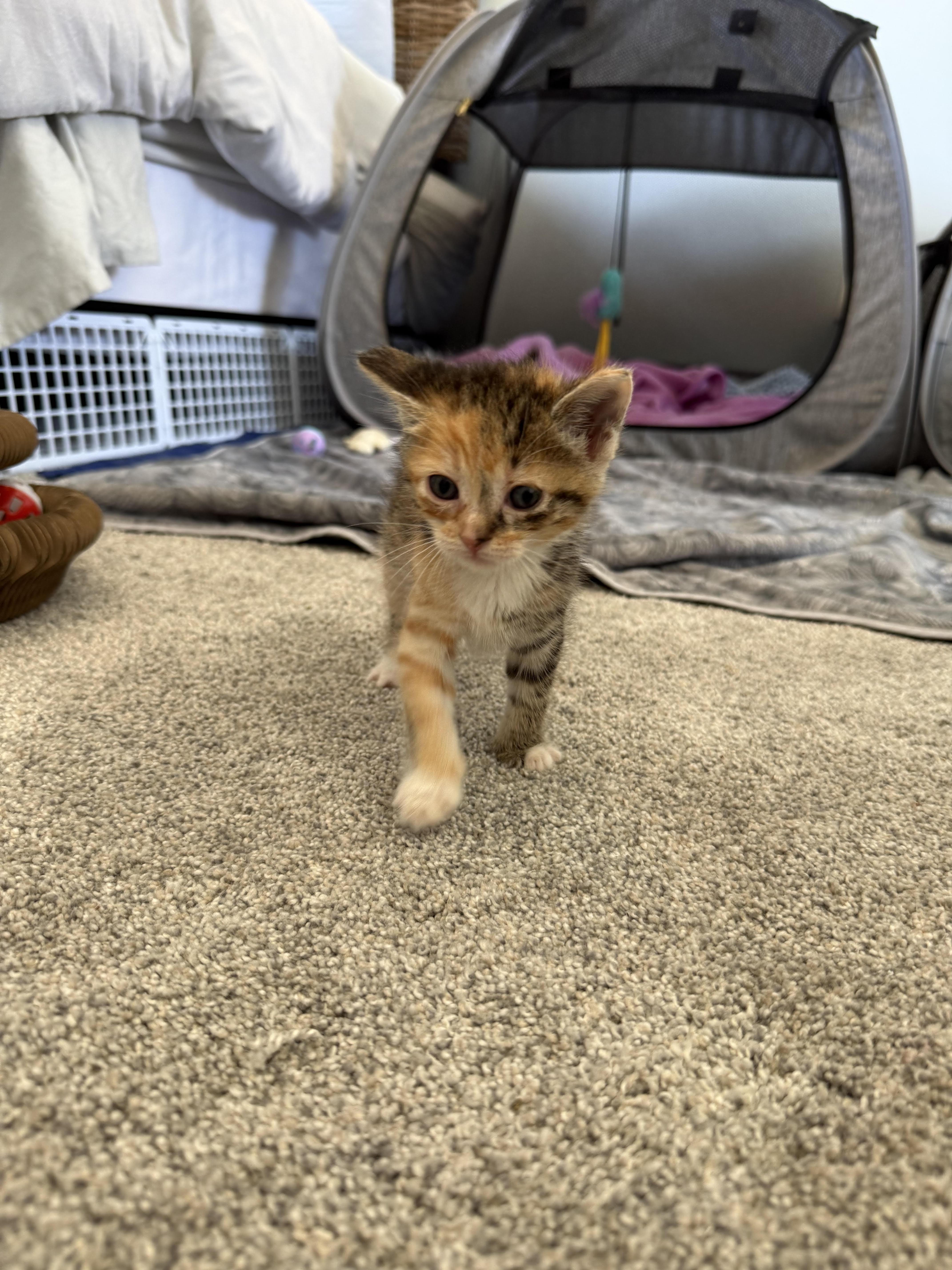 Enlarge Firefly, a Adoptable Domestic Short Hair in Long Beach, CA image 2/4