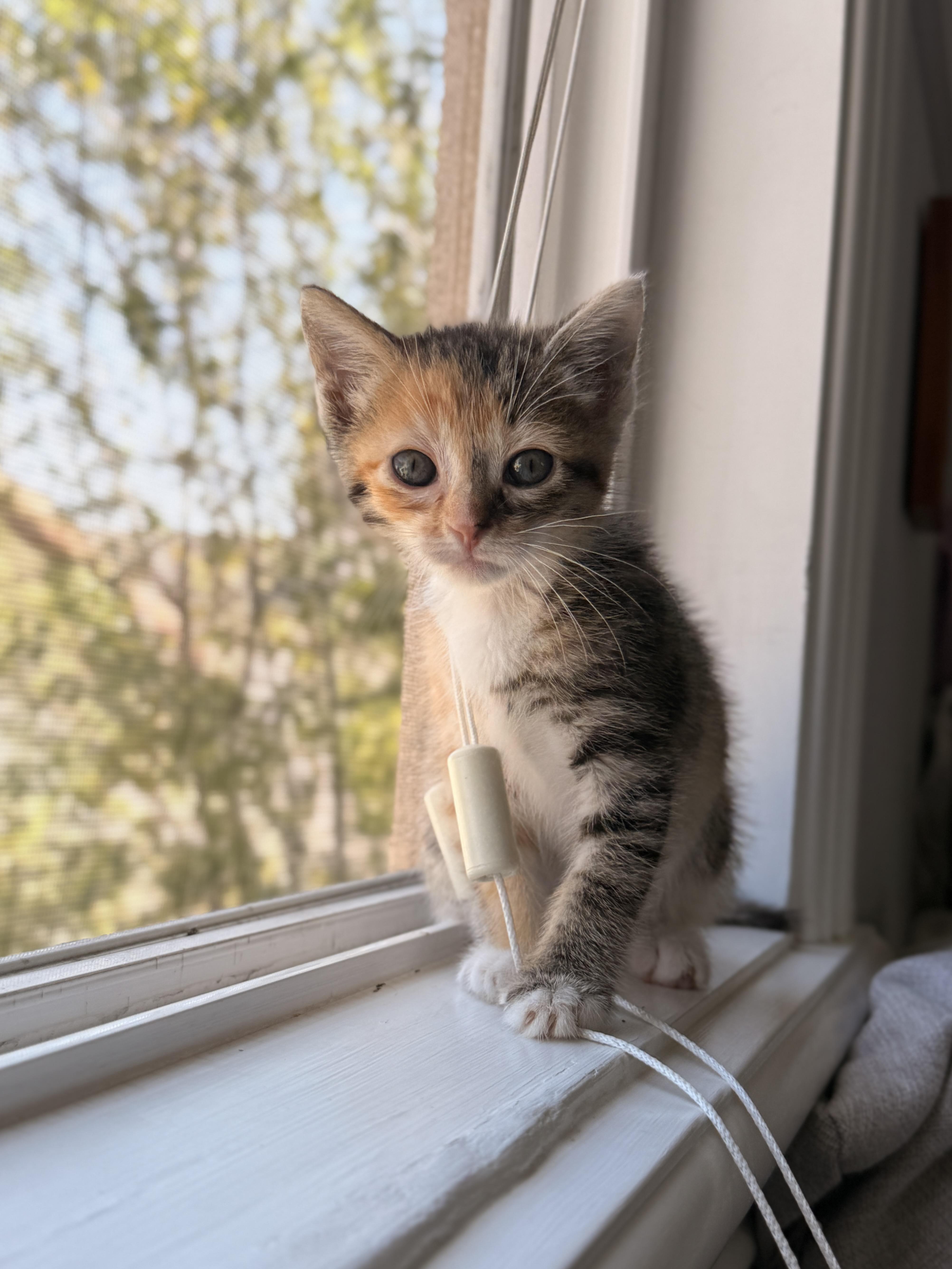 Firefly, Adoptable, Kitten Female Domestic Short Hair.