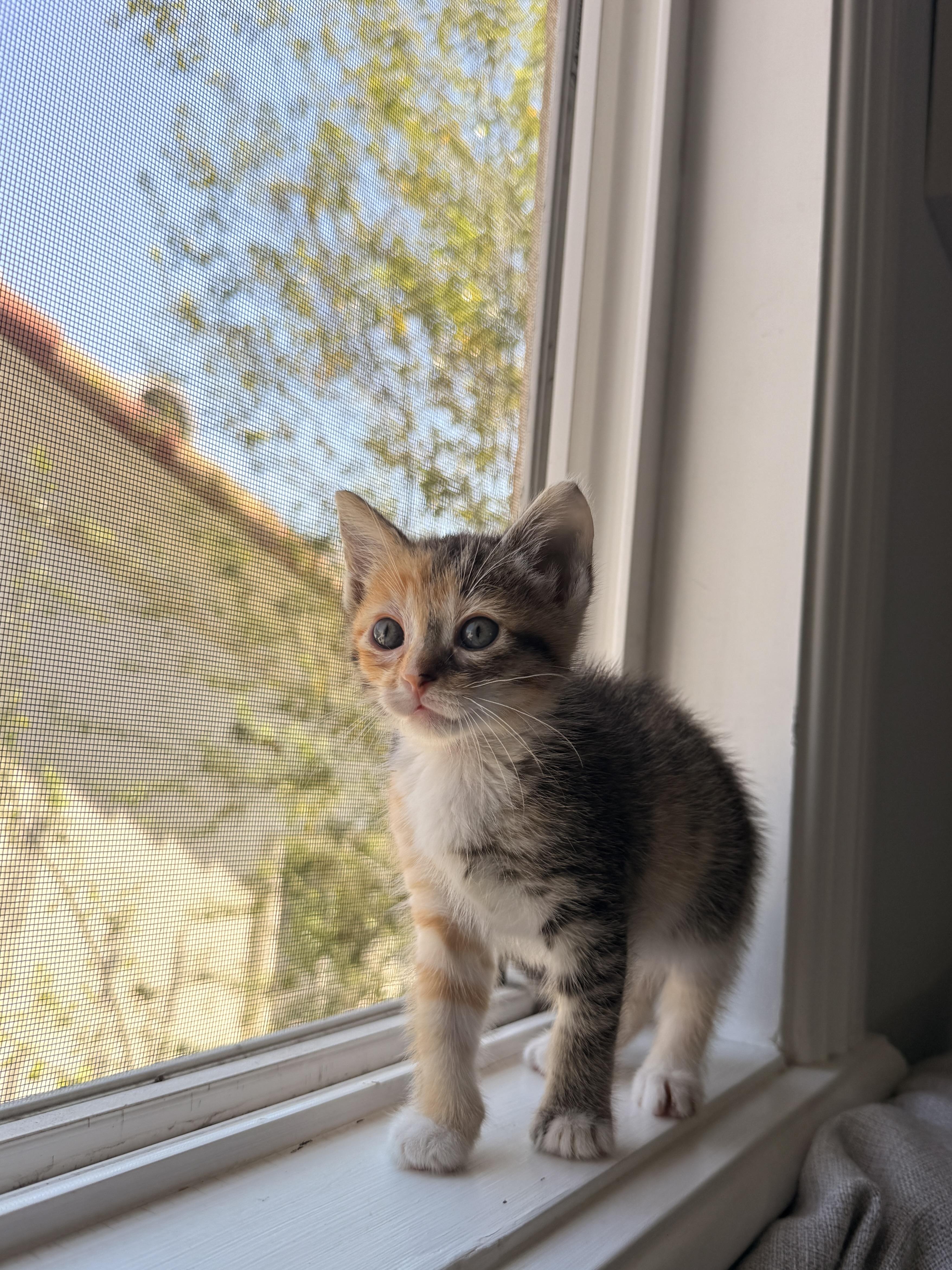 Enlarge Firefly, a Adoptable Domestic Short Hair in Long Beach, CA image 3/4