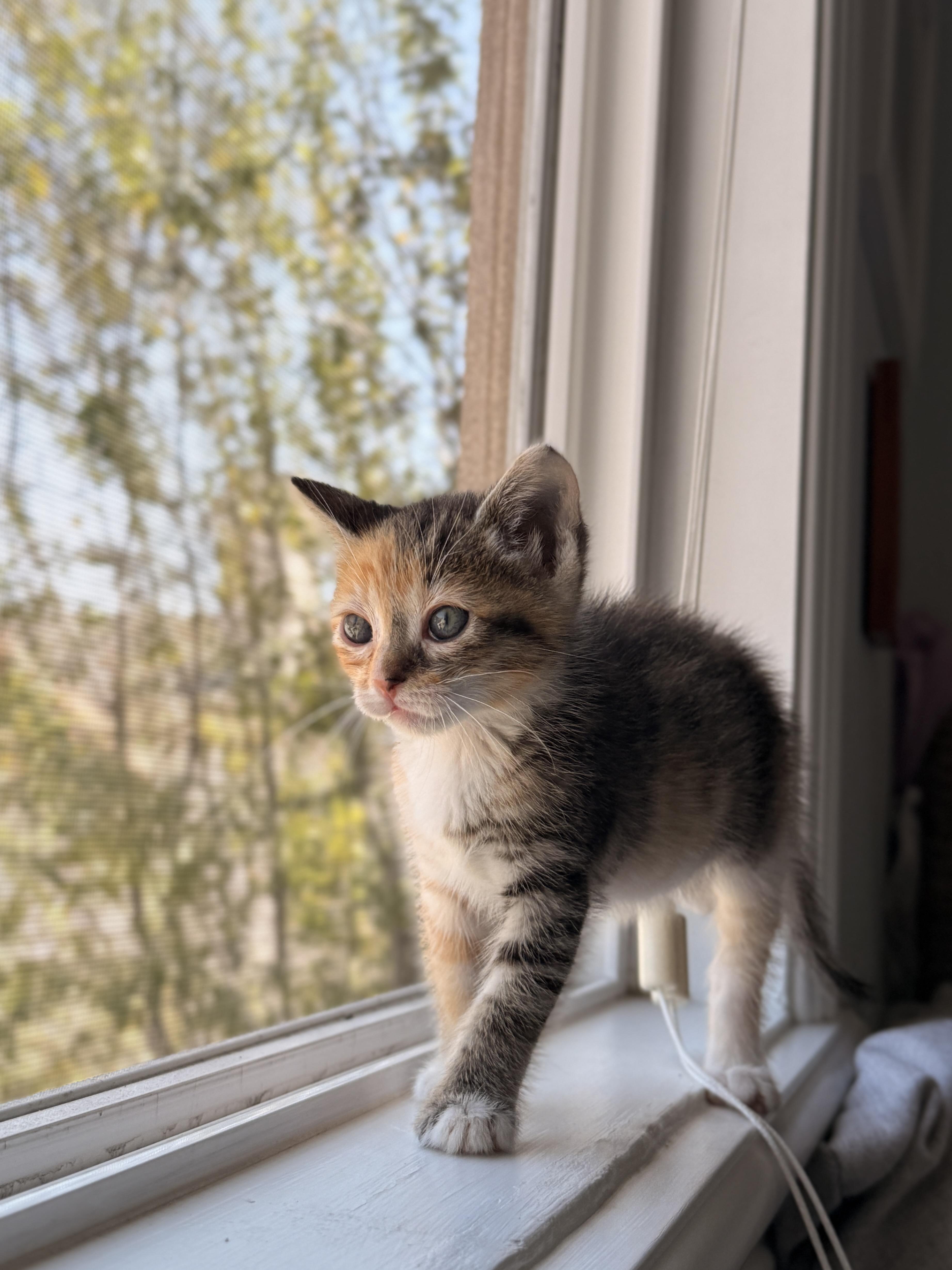 Enlarge Firefly, a Adoptable Domestic Short Hair in Long Beach, CA image 4/4