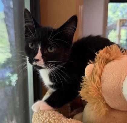 Chirp, Adoptable, Young Female Domestic Short Hair.