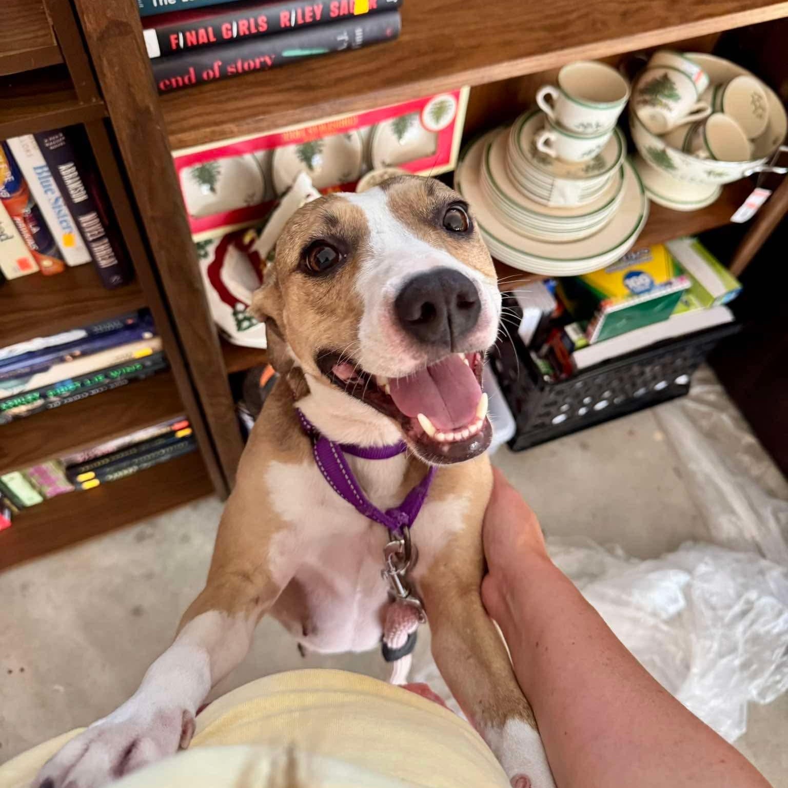 Enlarge Franny, a Adoptable mixed breed in Yonkers, NY image 5/6