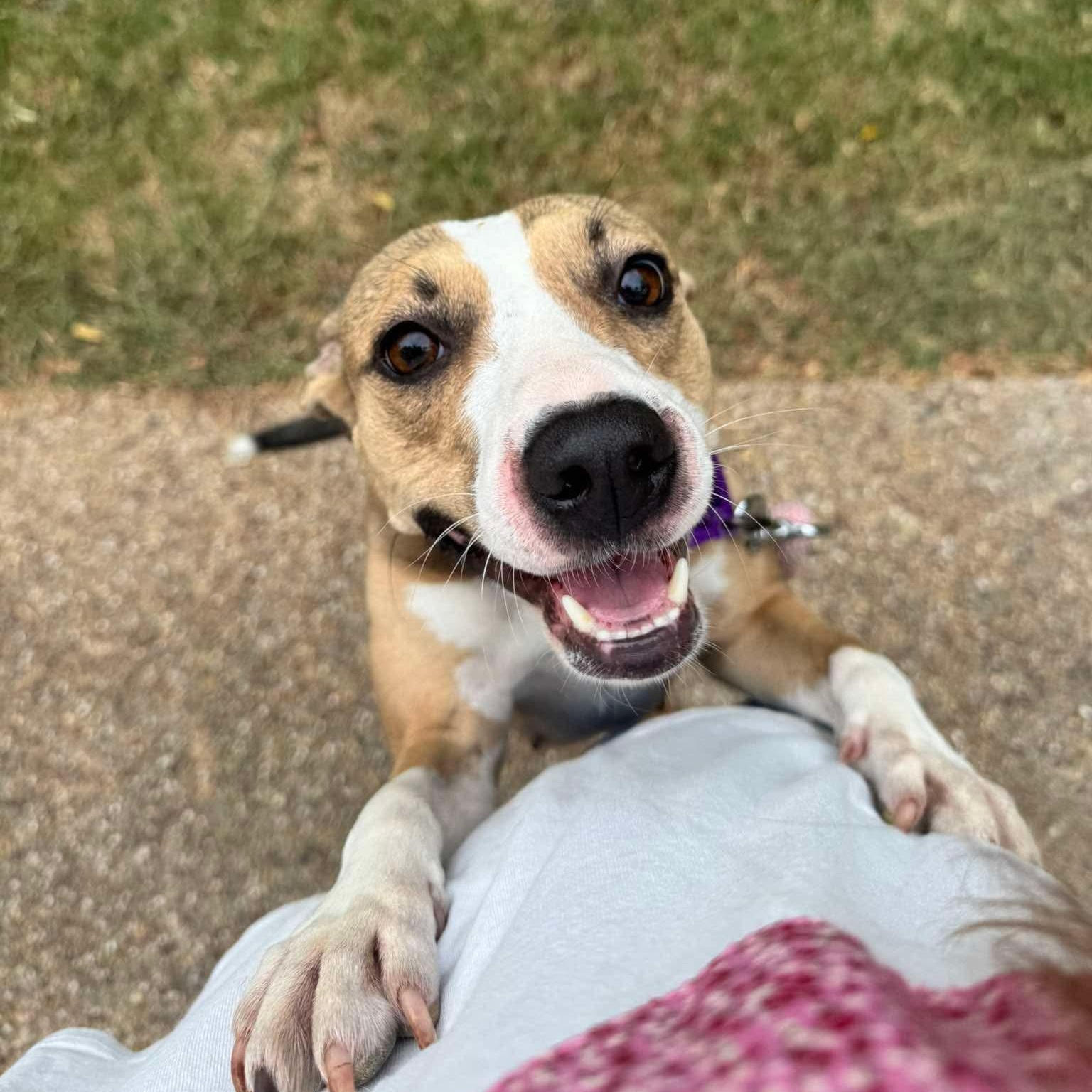 Franny, Adoptable, Young Female Staffordshire Bull Terrier.