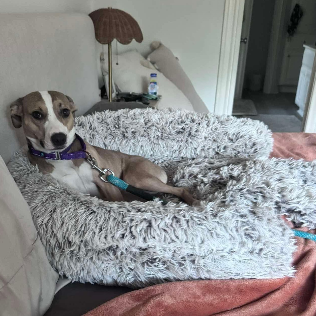 Enlarge Franny, a Adoptable mixed breed in Yonkers, NY image 3/6