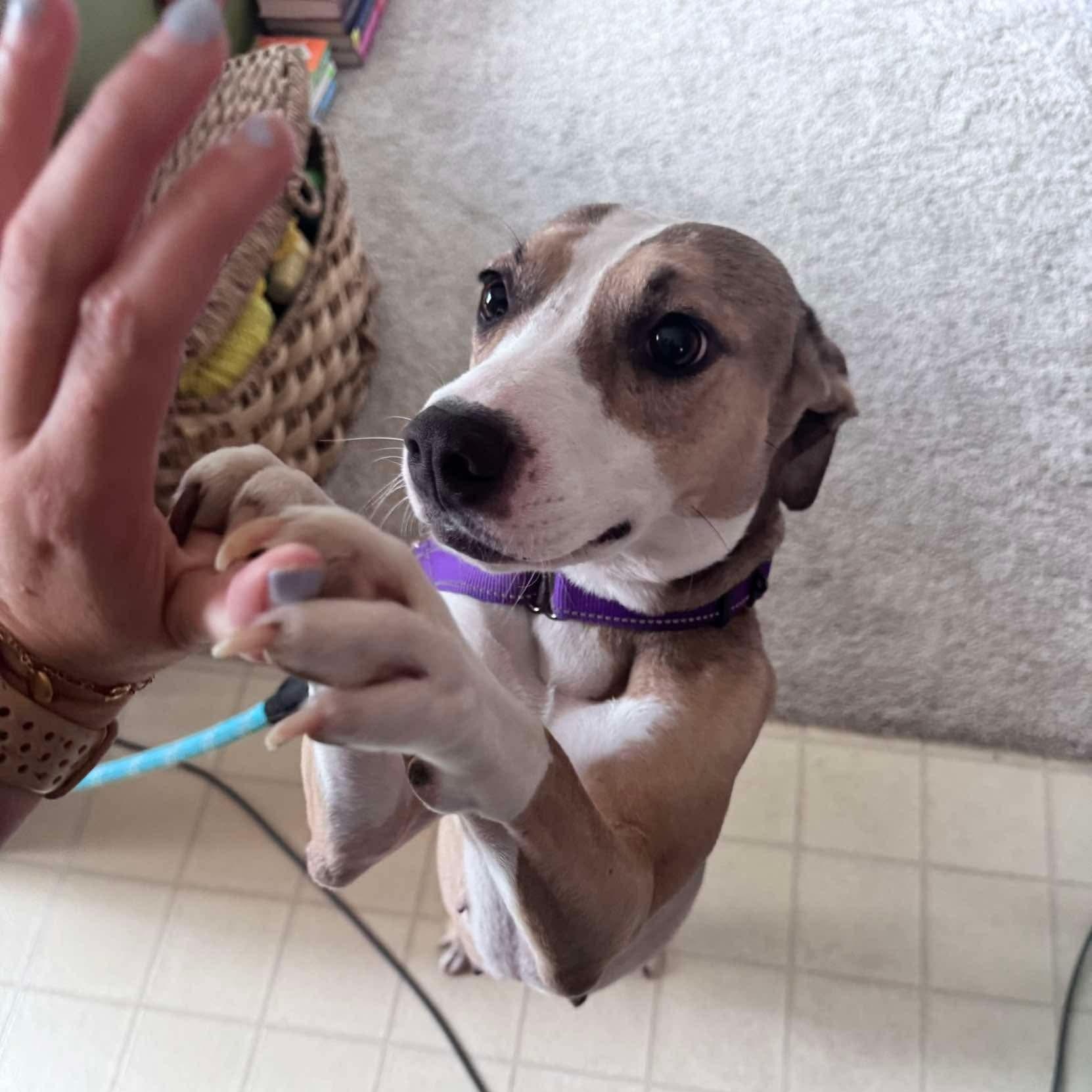 Enlarge Franny, a Adoptable mixed breed in Yonkers, NY image 2/6