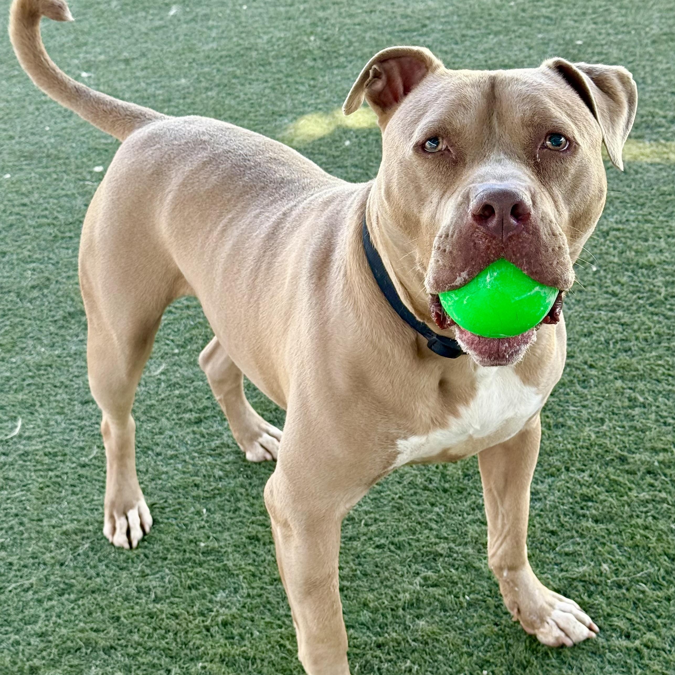 Seven-Loving, Loyal and Waiting For You, a Adoptable mixed breed in Topanga, CA image 3/6