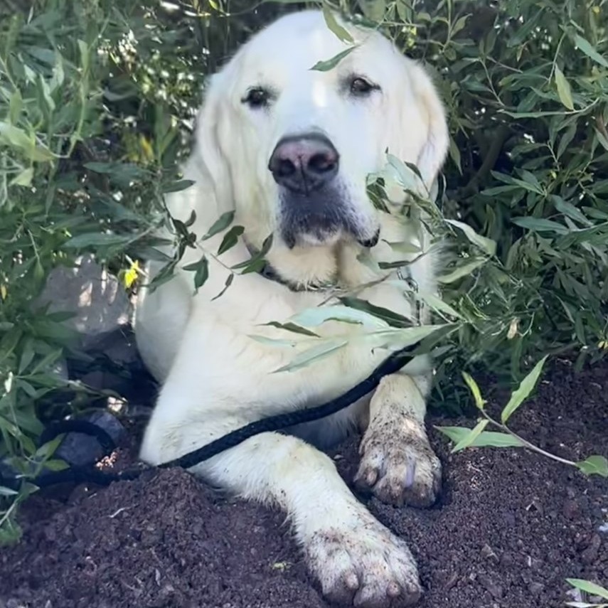 Truman, a Adoptable Akbash in Thayne, WY image 1/6