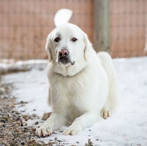 Truman, a Adoptable Akbash in Thayne, WY image 2/6