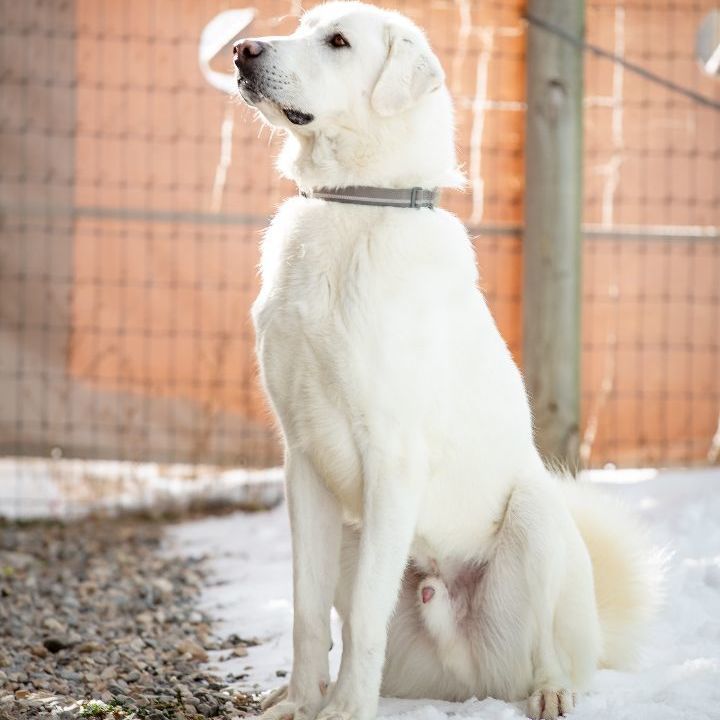 Truman, a Adoptable Akbash in Thayne, WY image 3/6