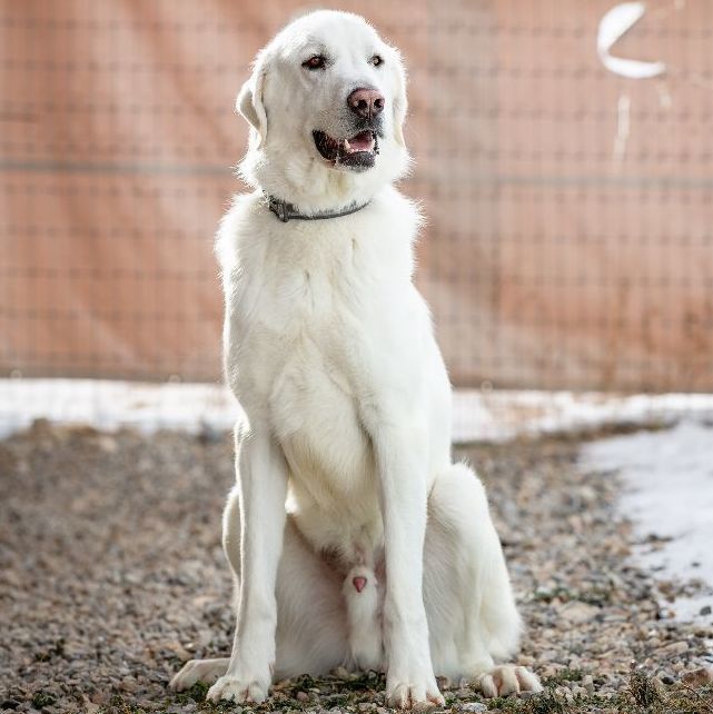 Truman, a Adoptable Akbash in Thayne, WY image 4/6