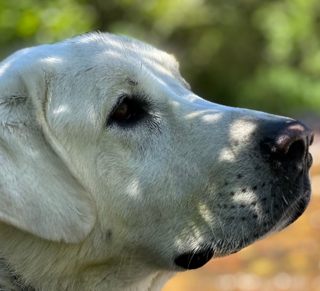 Truman, a Adoptable Akbash in Thayne, WY image 5/6