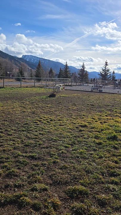 Enlarge Truman, a Adoptable Akbash in Thayne, WY video 6/6