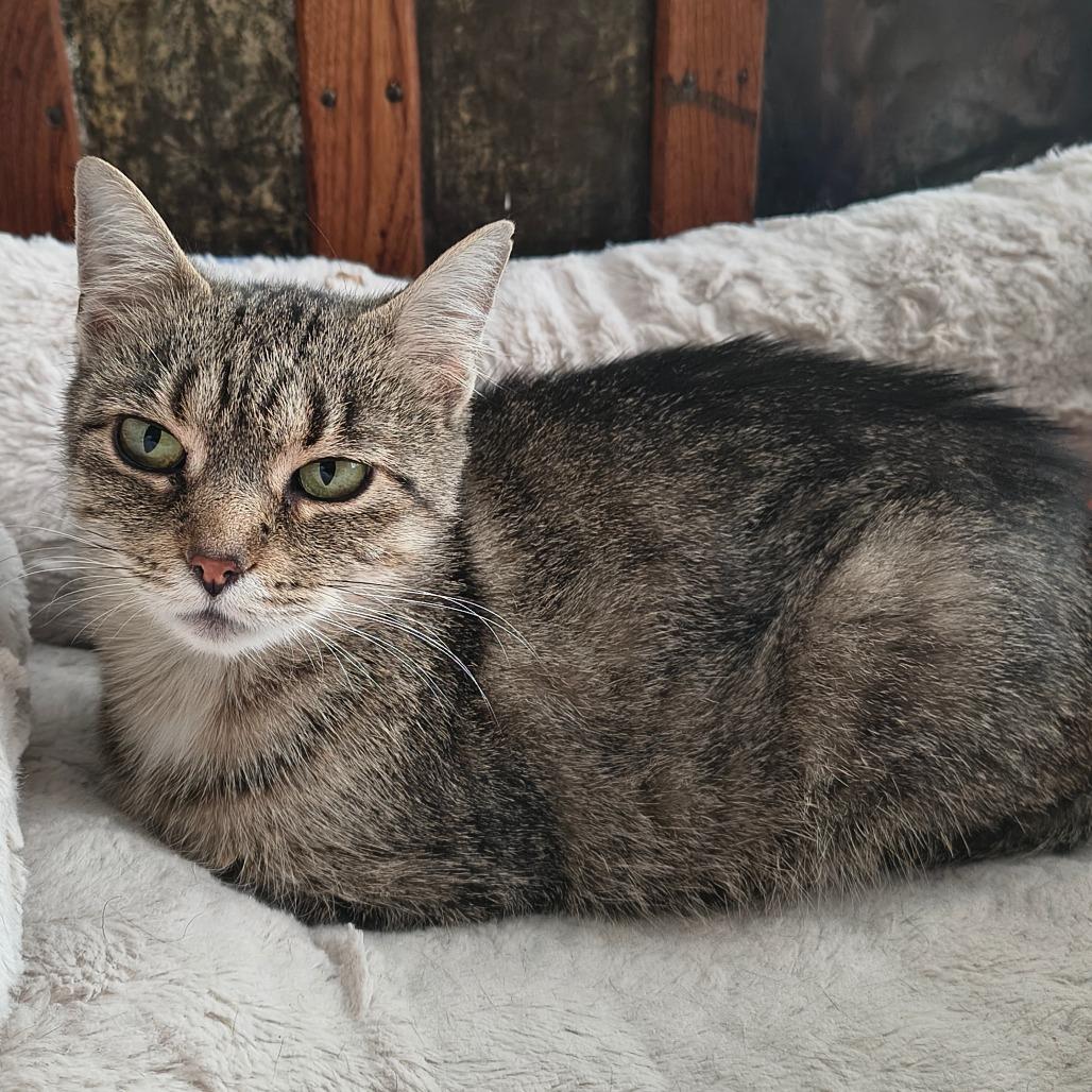 Jasmine, Adoptable, Adult Female Domestic Short Hair.