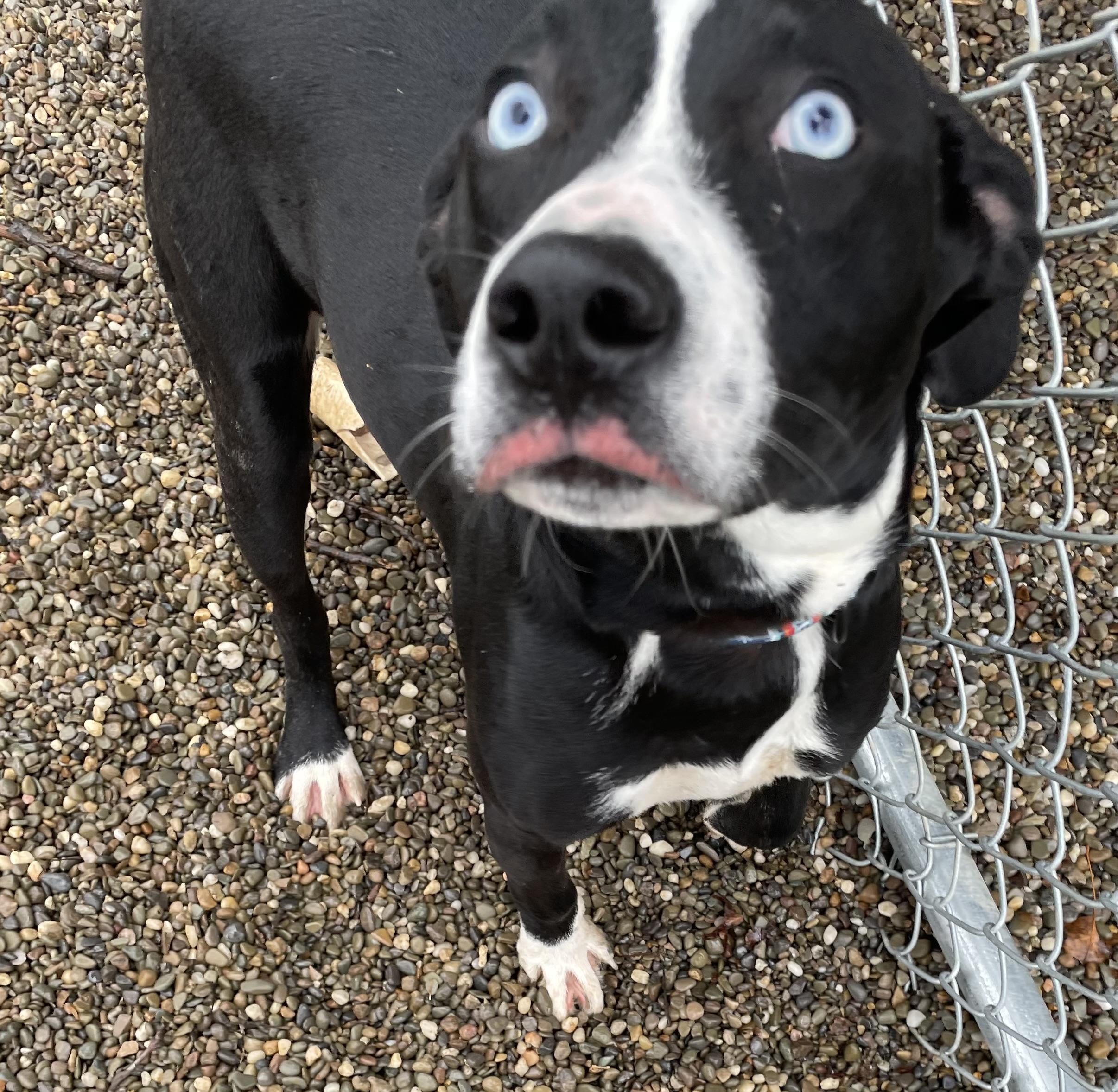 Blaze AVAILABLE , a ADOPTABLE mixed breed in Canton, OH image 2/6