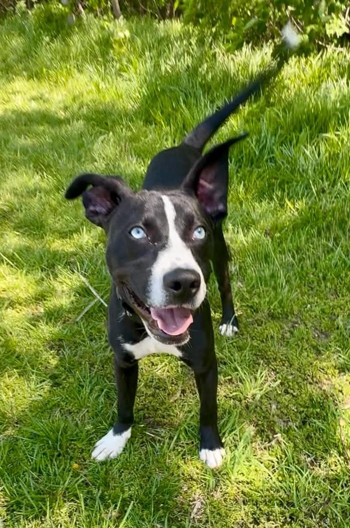Blaze AVAILABLE , ADOPTABLE, Young Male American Staffordshire Terrier & Husky.