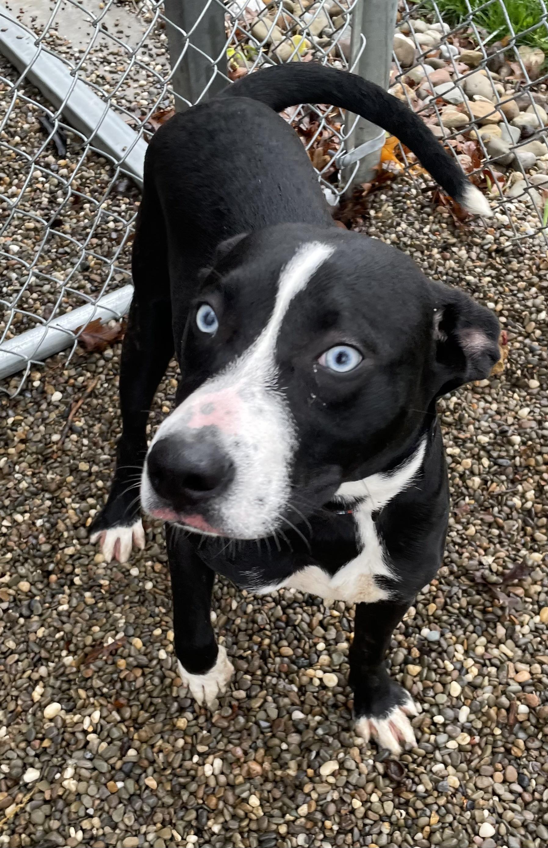 Blaze AVAILABLE , a ADOPTABLE mixed breed in Canton, OH image 5/6