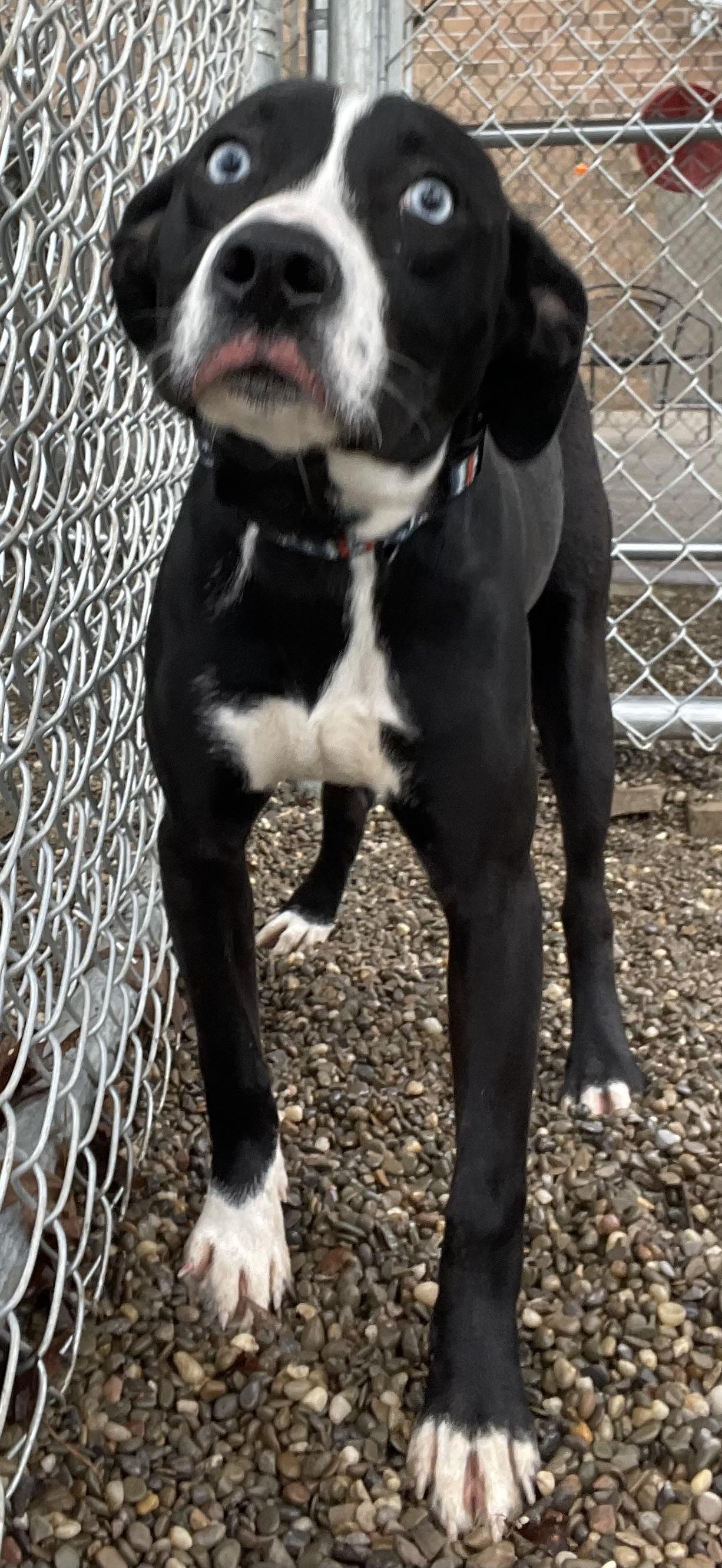 Blaze AVAILABLE , a ADOPTABLE mixed breed in Canton, OH image 6/6