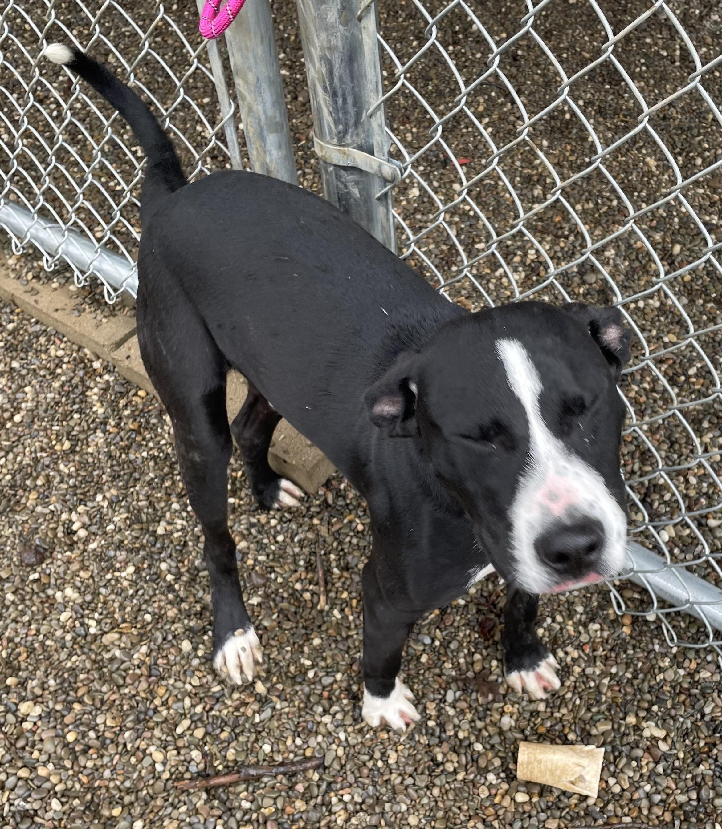 Blaze AVAILABLE , a ADOPTABLE mixed breed in Canton, OH image 4/6