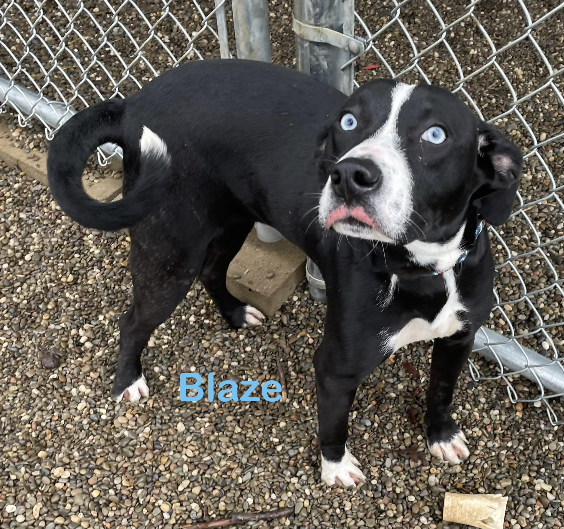 Blaze AVAILABLE , a ADOPTABLE mixed breed in Canton, OH image 3/6