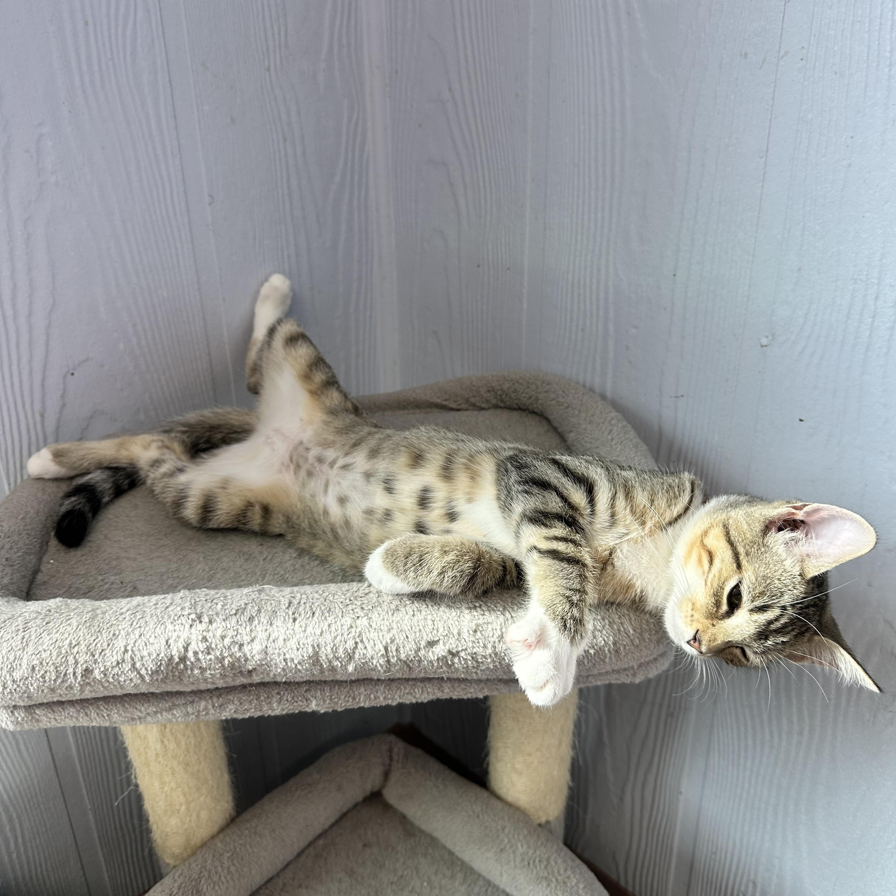 Enlarge Aspen, a Adoptable Domestic Short Hair in Prince Frederick, MD image 2/2