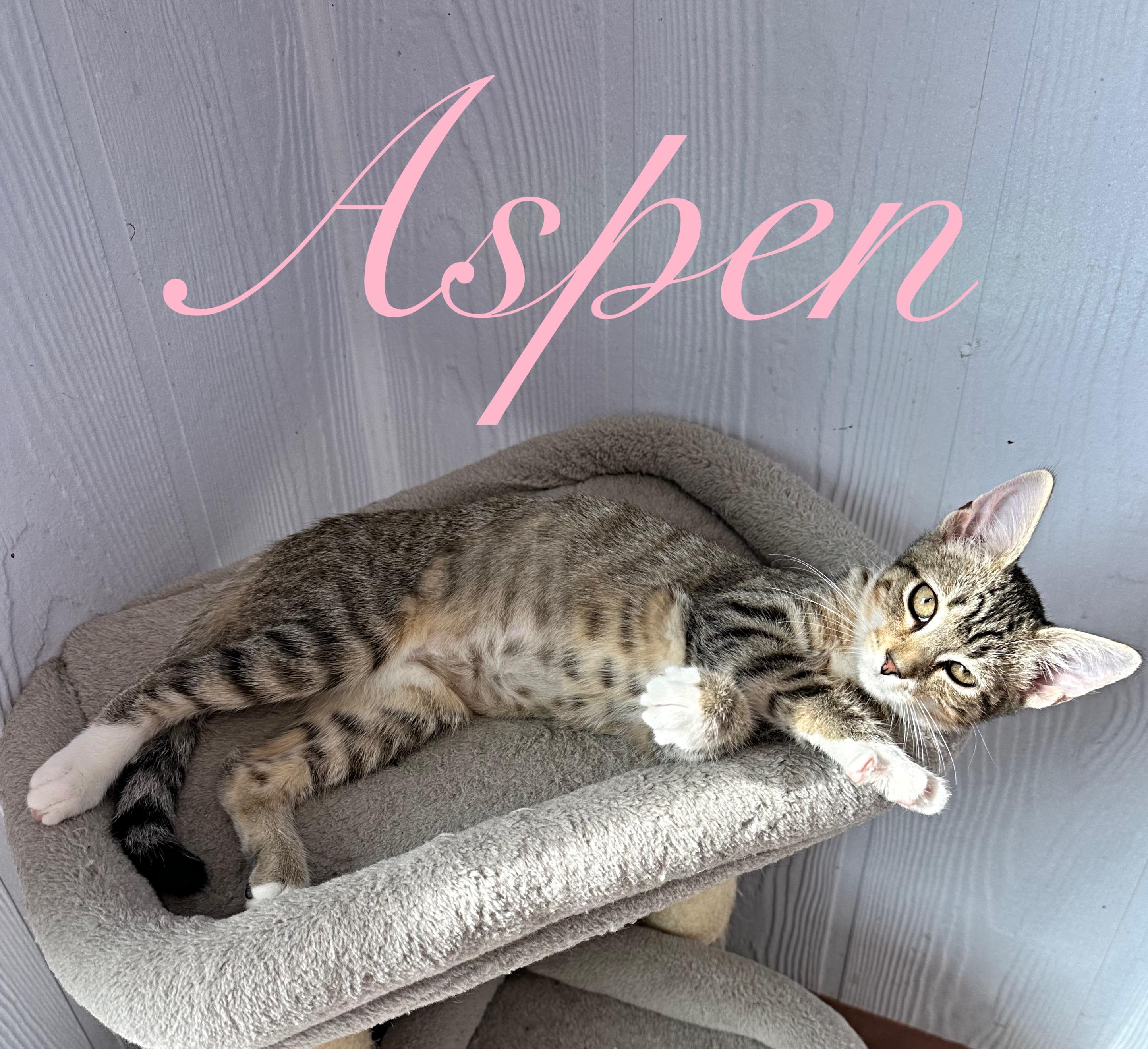 Aspen, Adoptable, Young Female Domestic Short Hair.
