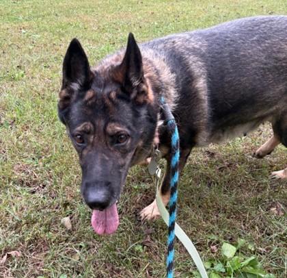 Charlette, Adoptable, Adult Female German Shepherd Dog.