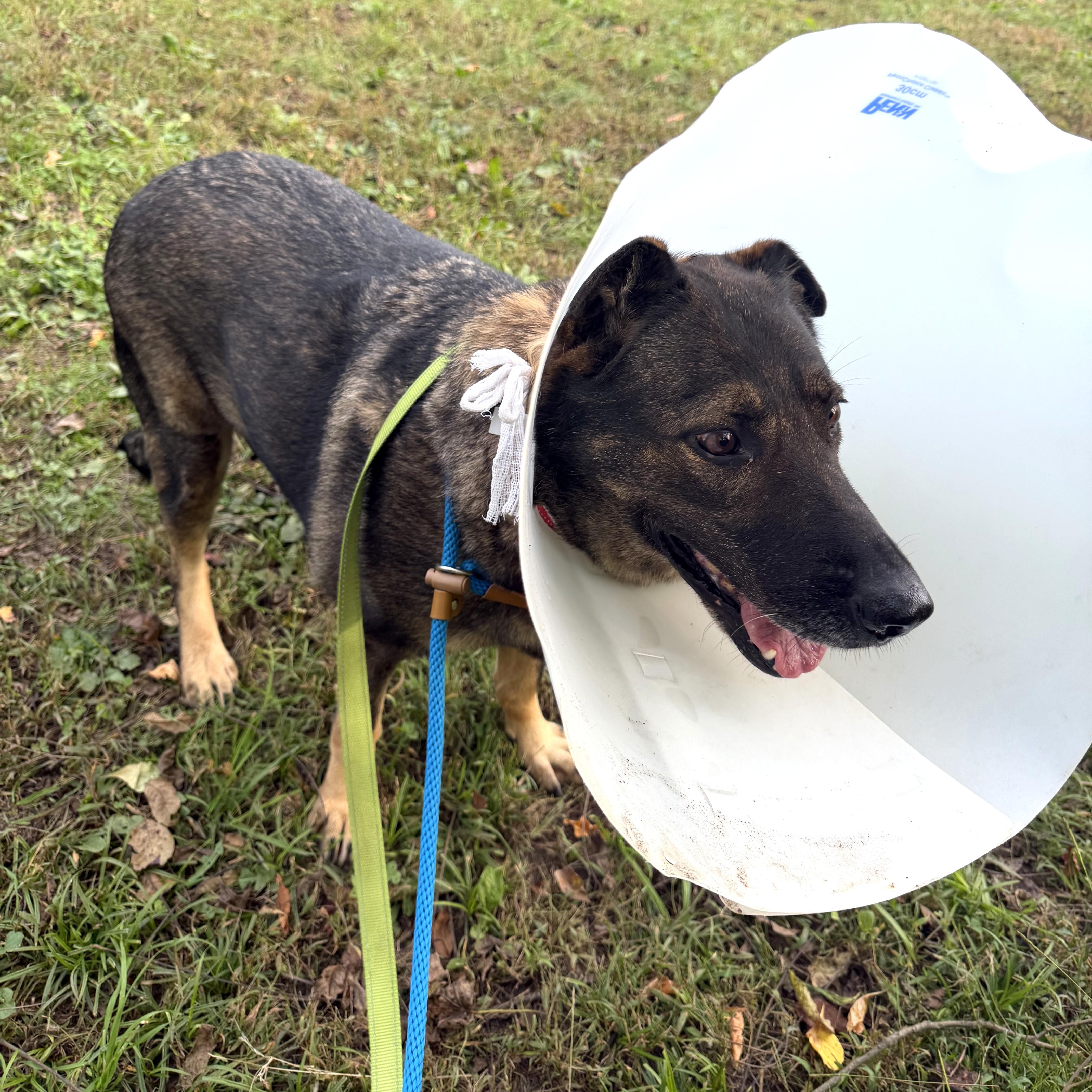 Enlarge Charlette, a Adoptable German Shepherd Dog in Phoenixville, PA image 3/3