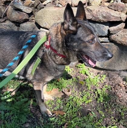 Enlarge Charlette, a Adoptable German Shepherd Dog in Phoenixville, PA image 2/3