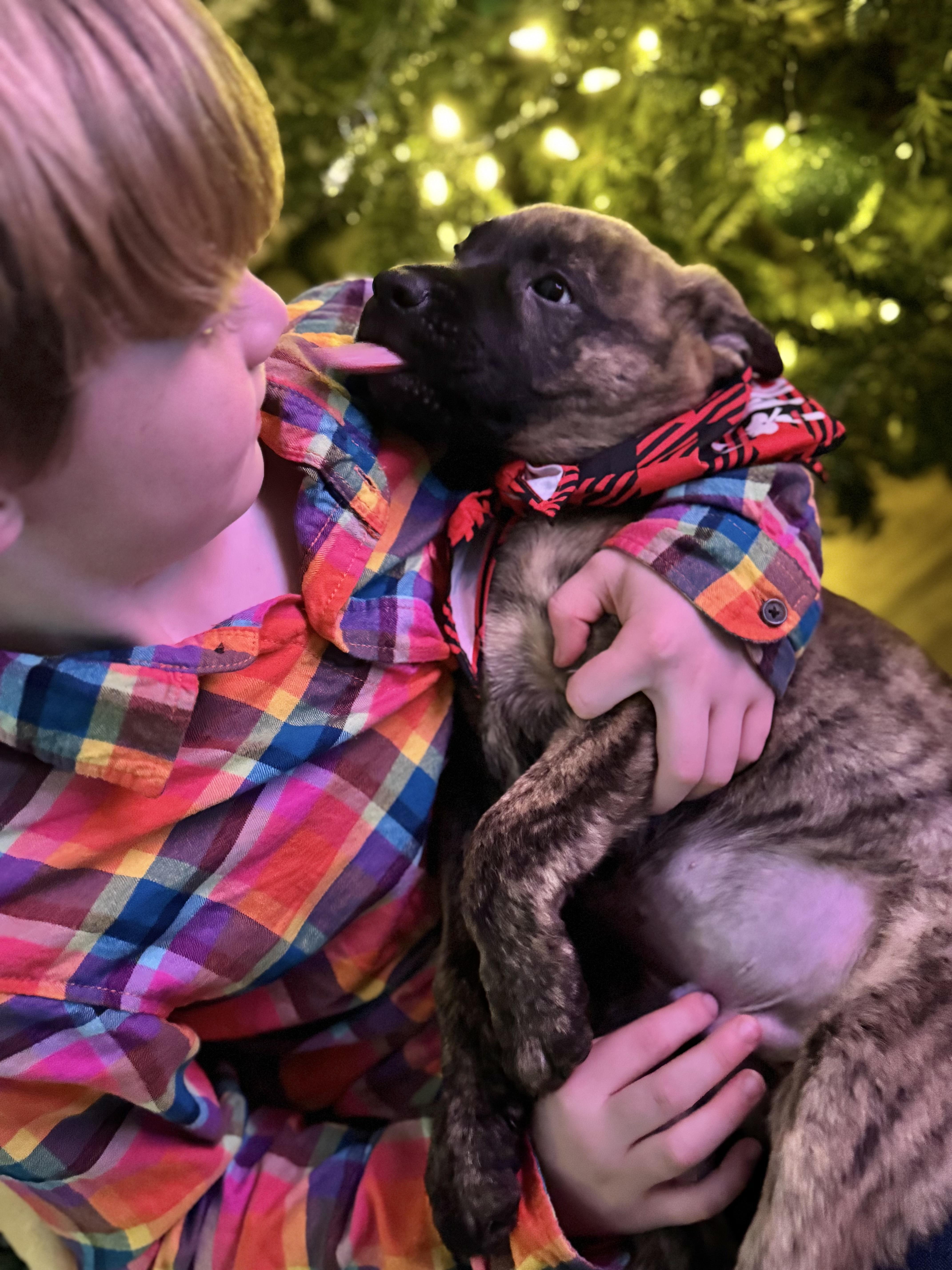 Pistol , ADOPTABLE, Puppy Male German Shepherd Dog.