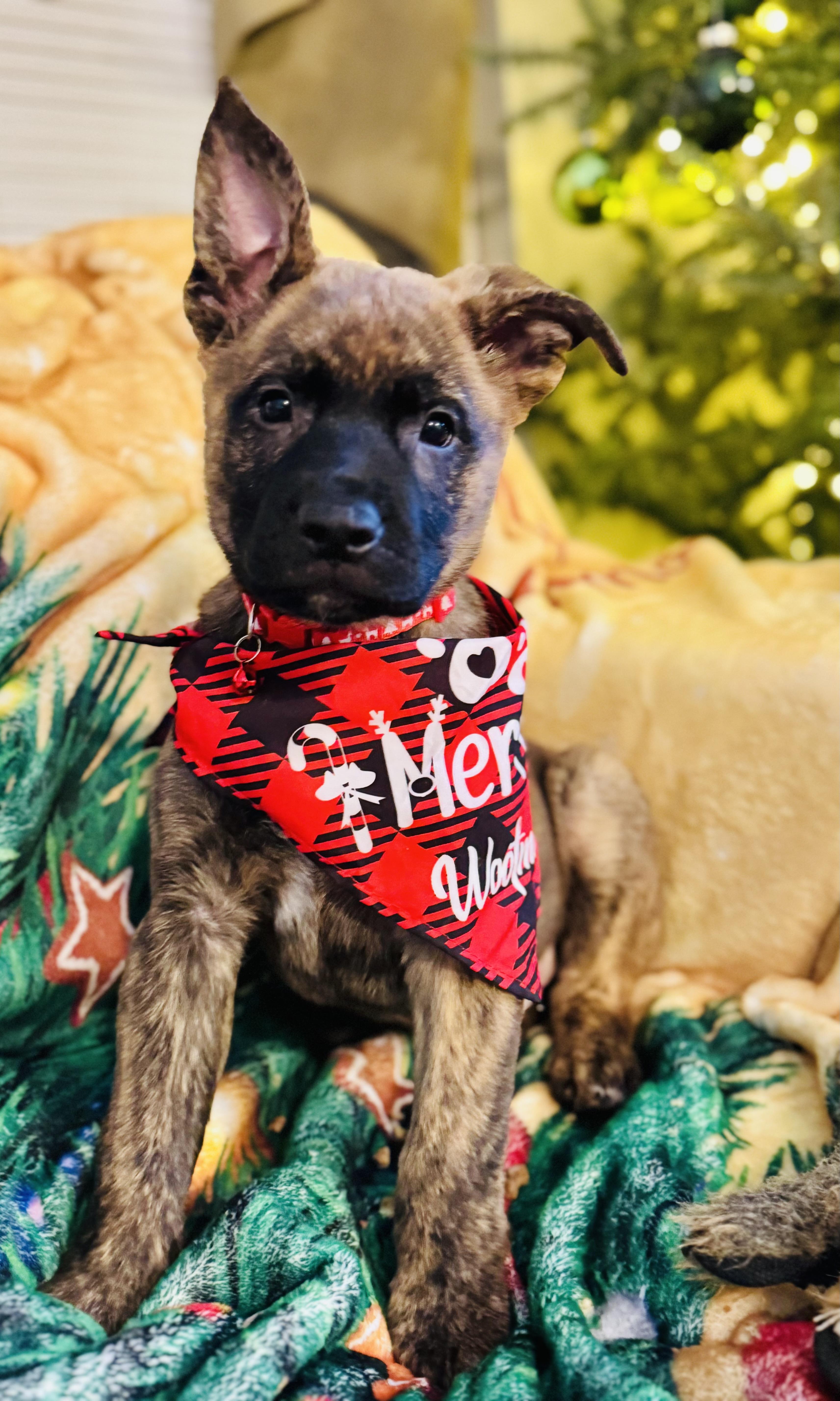 Enlarge Pistol , a ADOPTABLE mixed breed in Albemarle, NC image 2/2