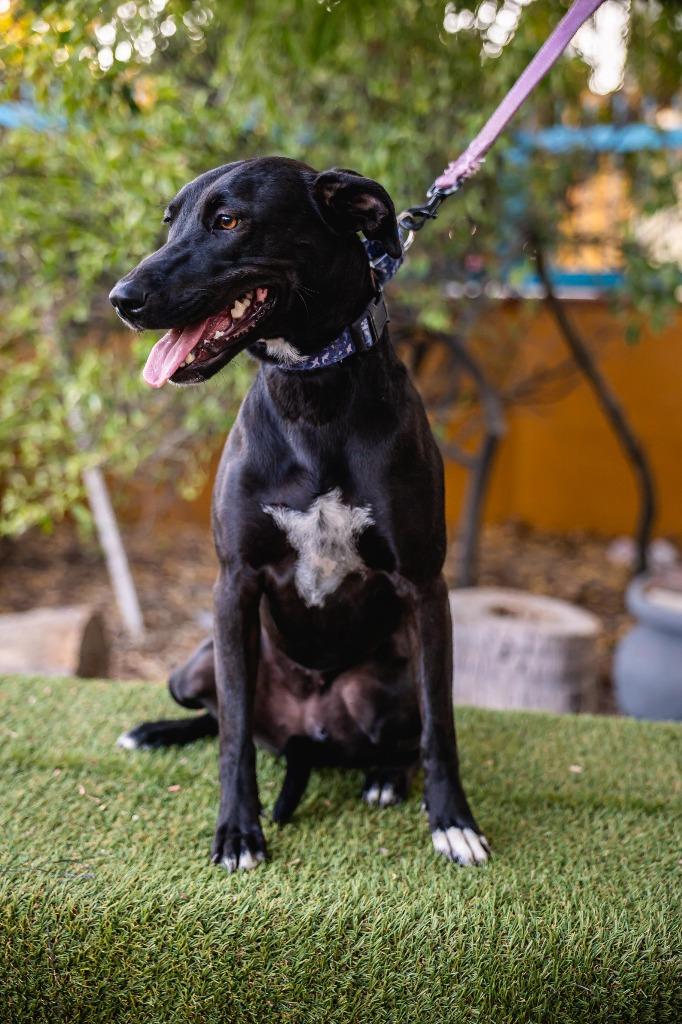 Neri, a Adoptable mixed breed in Anacortes, WA image 1/6
