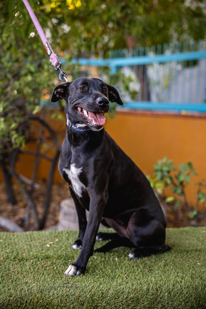 Neri, a Adoptable mixed breed in Anacortes, WA image 2/6
