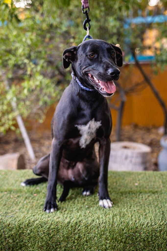 Neri, a Adoptable mixed breed in Anacortes, WA image 3/6