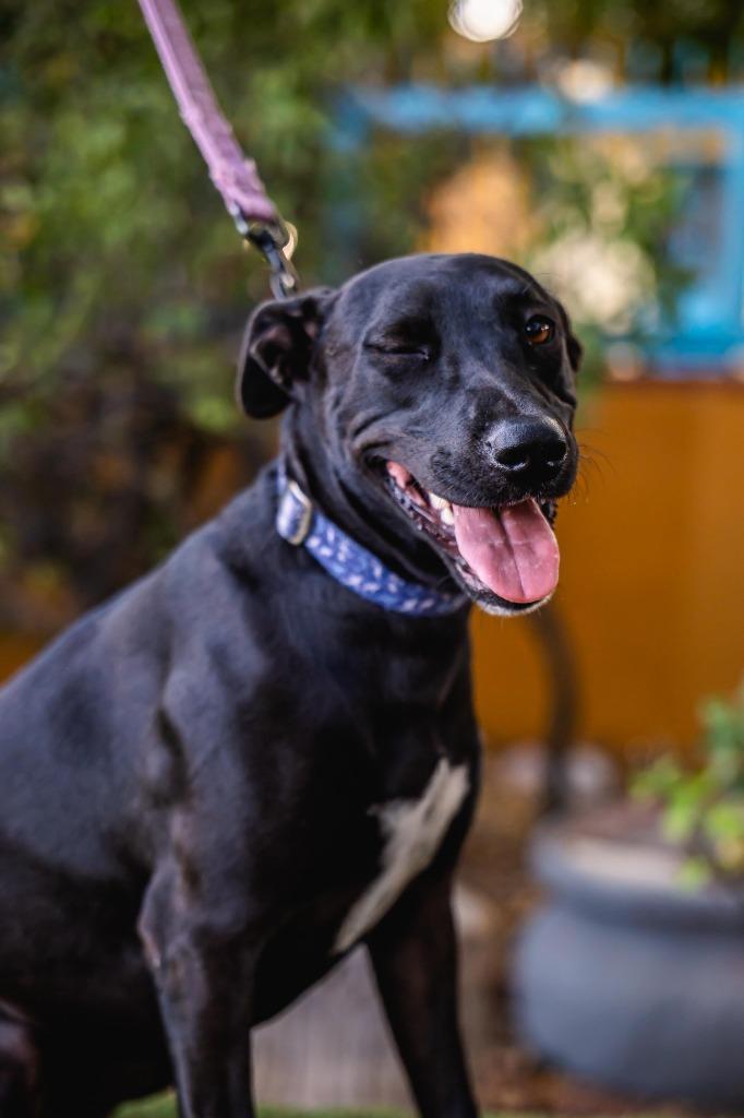 Neri, a Adoptable mixed breed in Anacortes, WA image 4/6