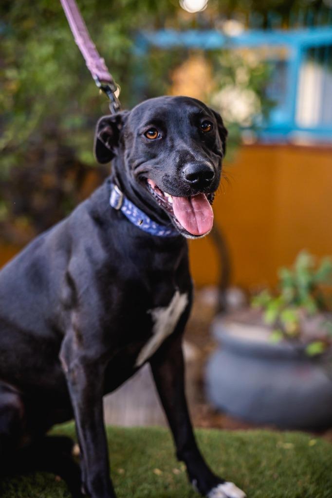 Neri, a Adoptable mixed breed in Anacortes, WA image 5/6