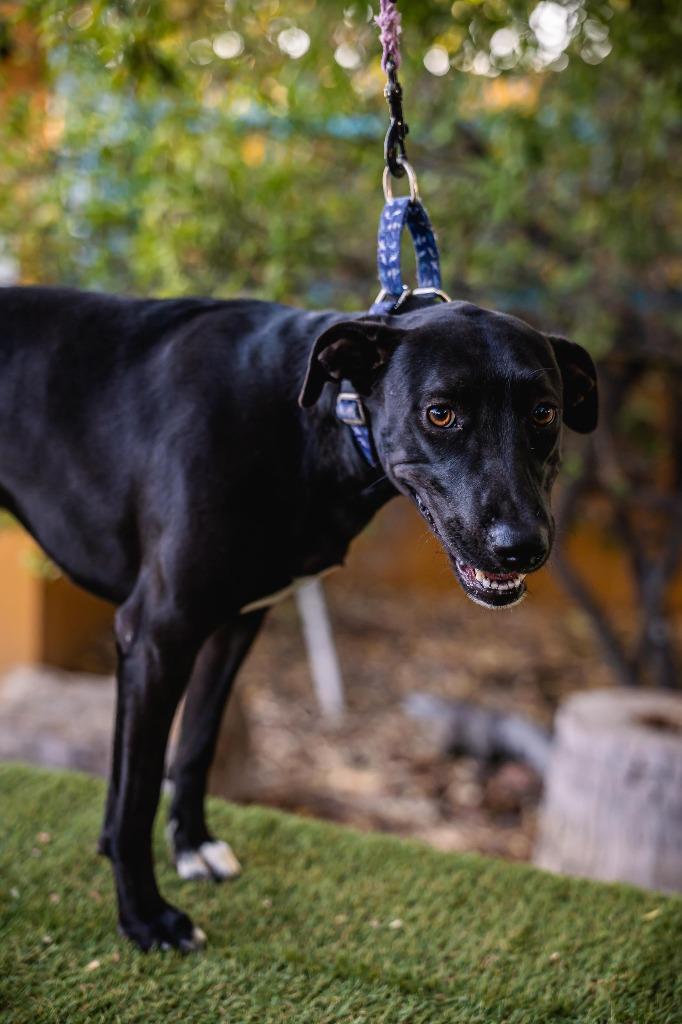 Neri, a Adoptable mixed breed in Anacortes, WA image 6/6