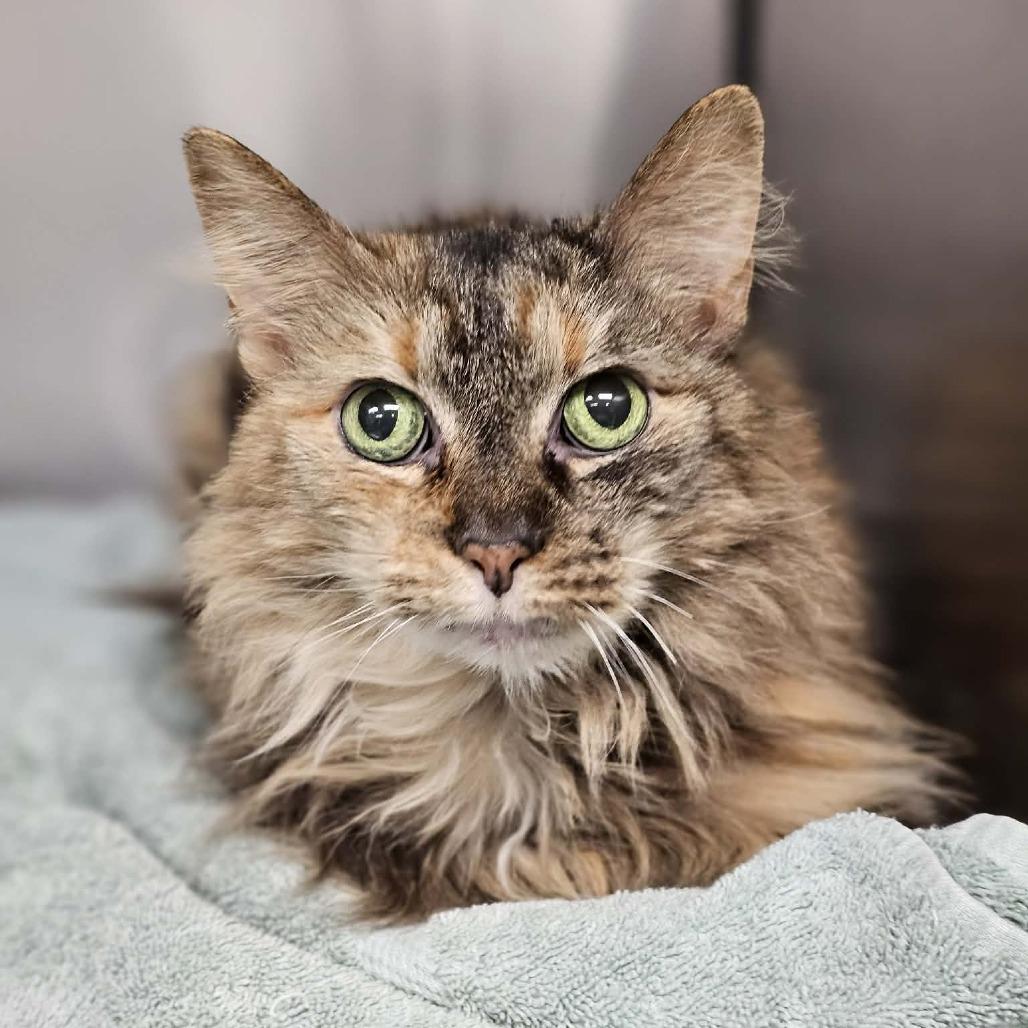 Lizzy, Adoptable, Senior Female Domestic Short Hair.