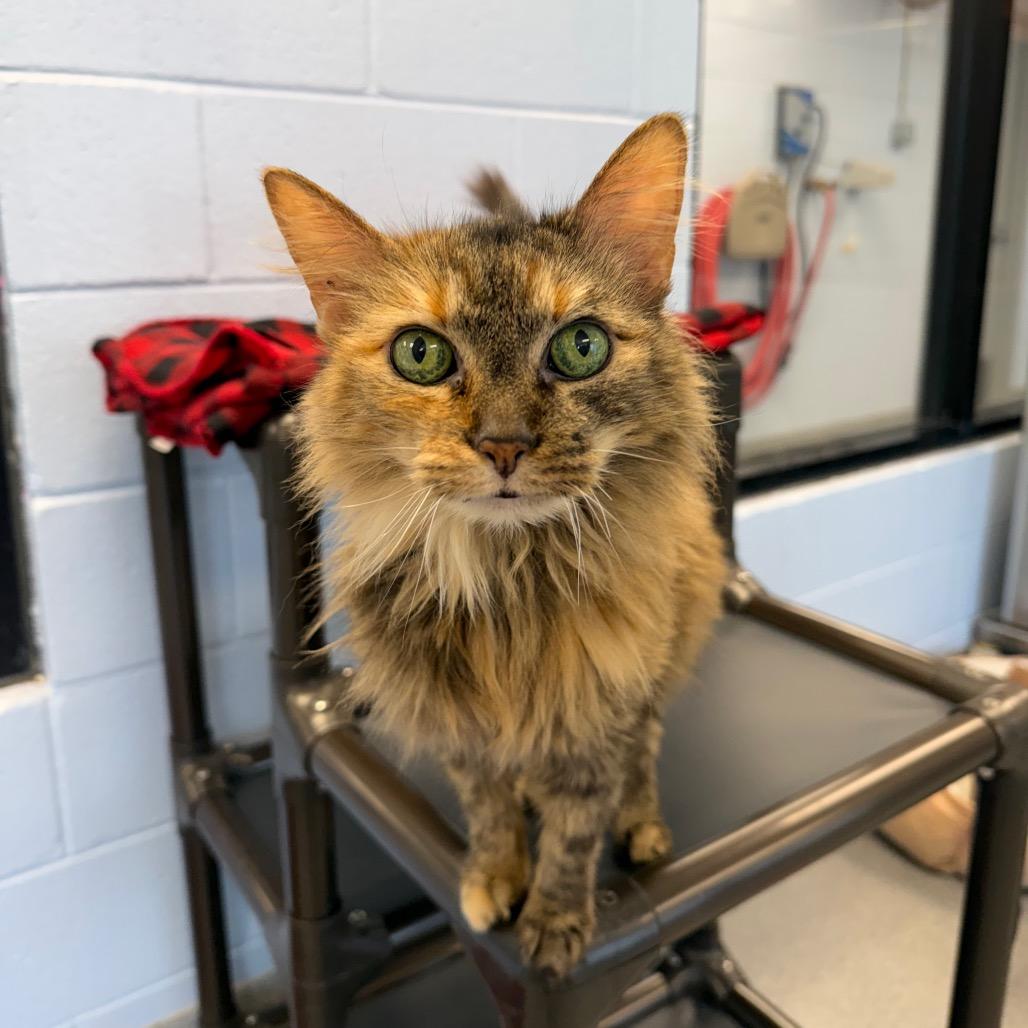 Lizzy, a Adoptable Domestic Short Hair in Martinsville, VA image 2/4