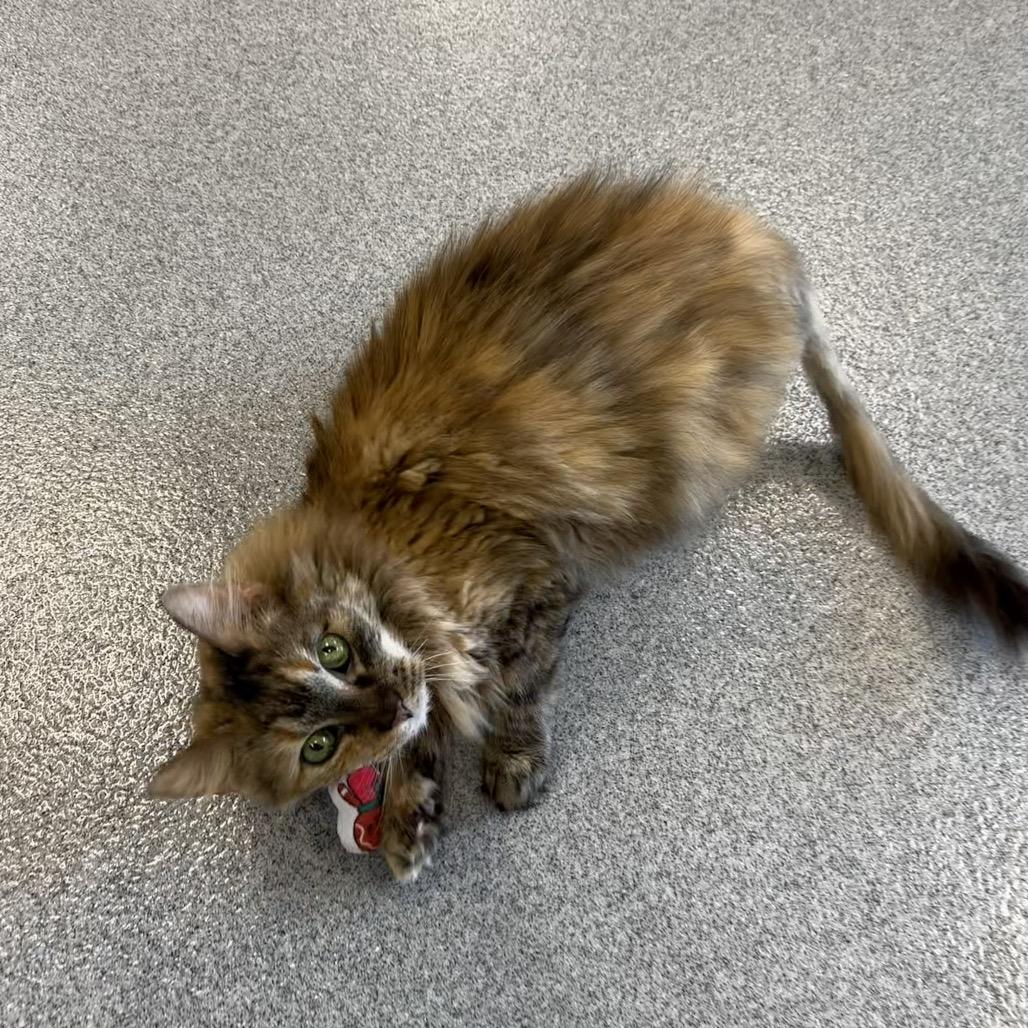 Lizzy, a Adoptable Domestic Short Hair in Martinsville, VA image 3/4