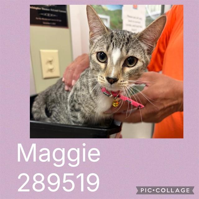 Enlarge MAGGIE, a Adoptable Domestic Short Hair in Macon, GA image 1/1
