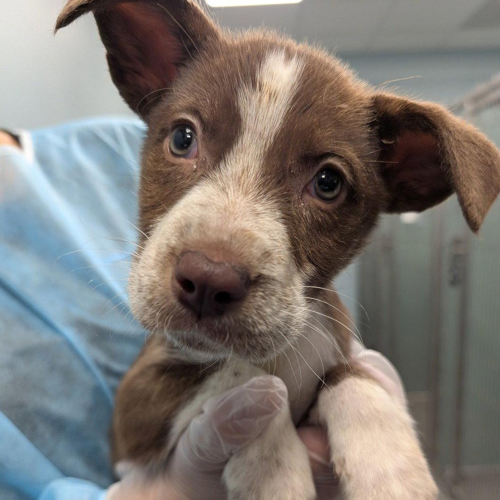 Bramble, Adopted, Young Female Mixed Breed.