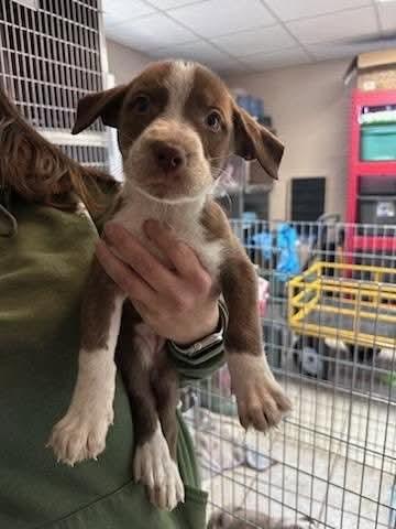 Bramble, a Adopted Mixed Breed in New Castle, DE image 2/2