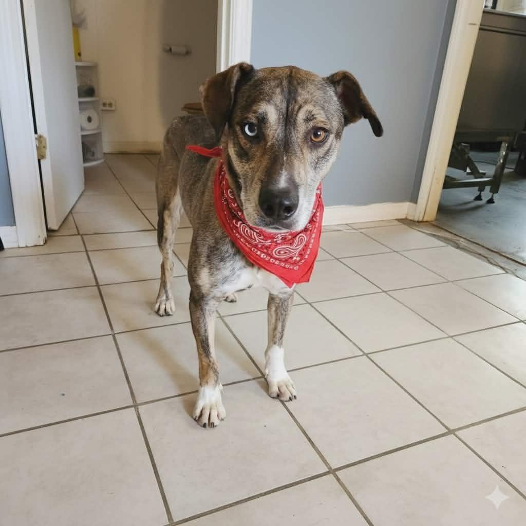 June Bug., Adoptable, Adult Female Husky.