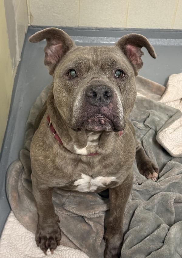 Sasha, a Adoptable mixed breed in Silverdale, WA image 2/5