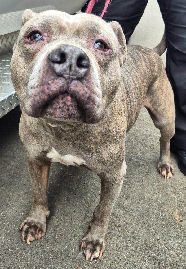 Sasha, a Adoptable mixed breed in Silverdale, WA image 4/5